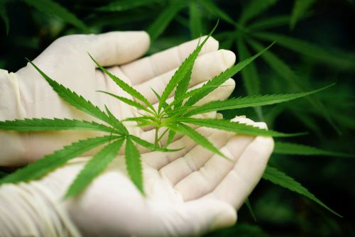 Cannabis Growers Email List