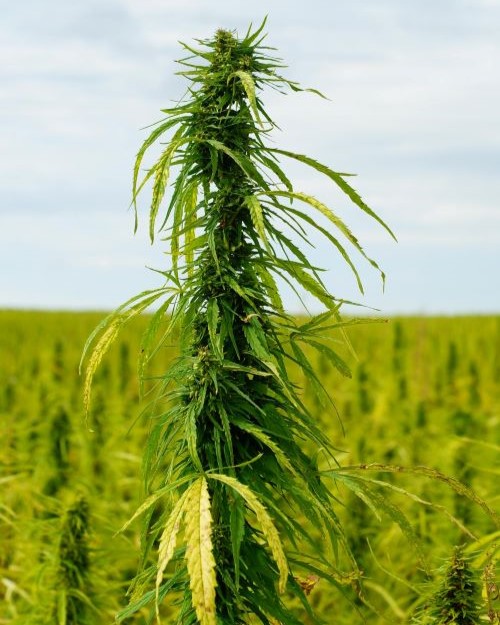 Cannabis Growers Email List