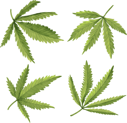 Cannabis Manufacturers Email List